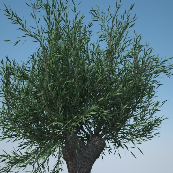 images/goods_img/2021040161/salix pollard pack/5.jpg